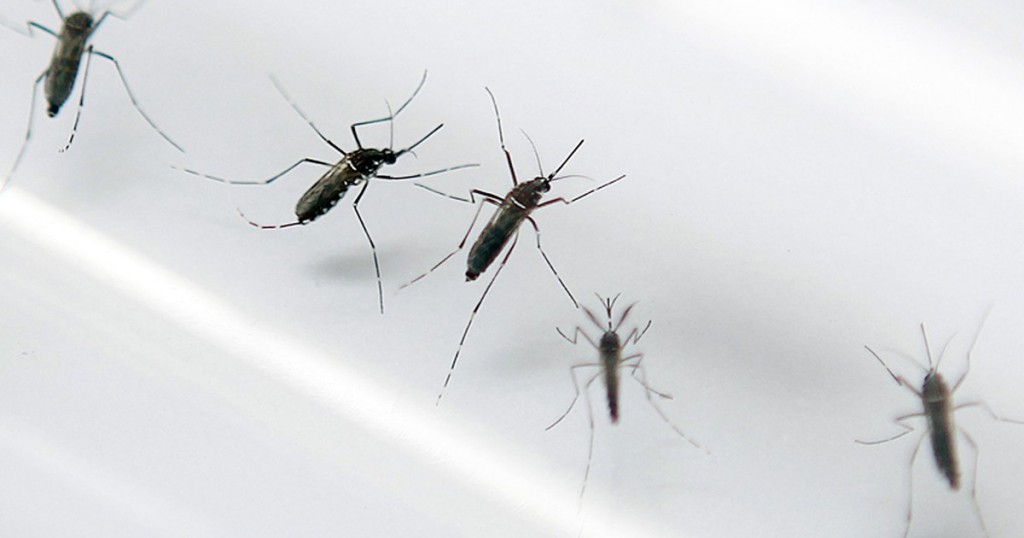 Aedes Aegypti. Fonte: G1.